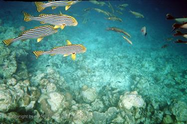 Meedhupparu 2004 Unterwasser-Fotos,_831_35 B_478